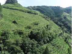 森の中の山AI 生成コンテンツは誤りを含む可能性があります。